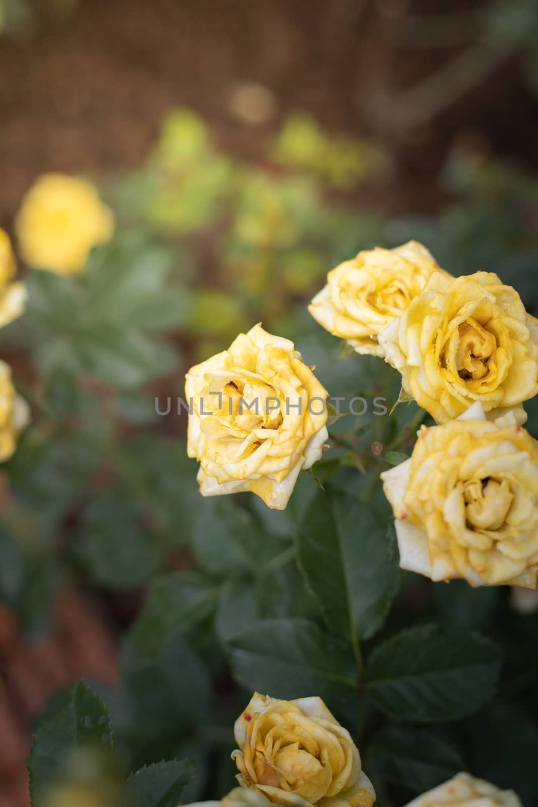 Roses in the garden, Roses are beautiful with a beautiful sunny day.