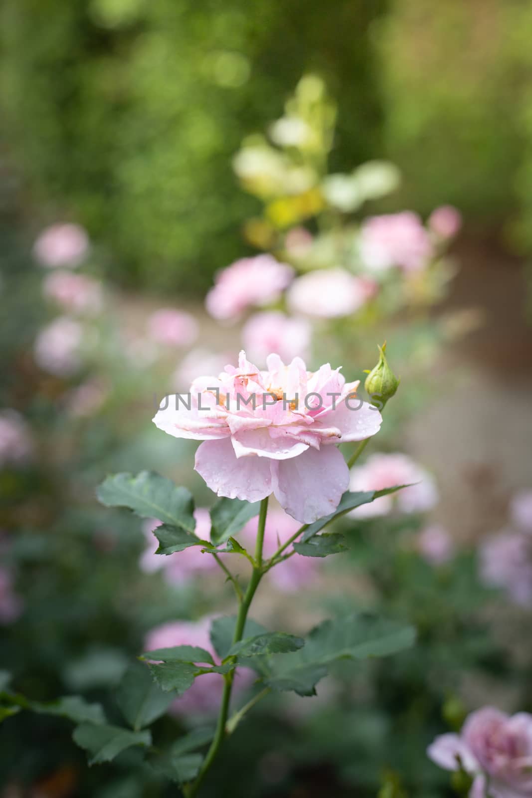 Roses in the garden  by teerawit