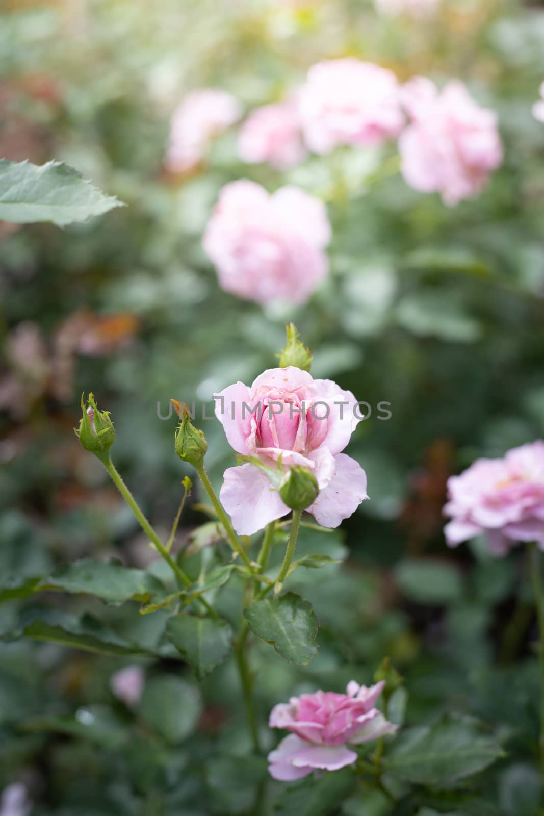 Roses in the garden  by teerawit