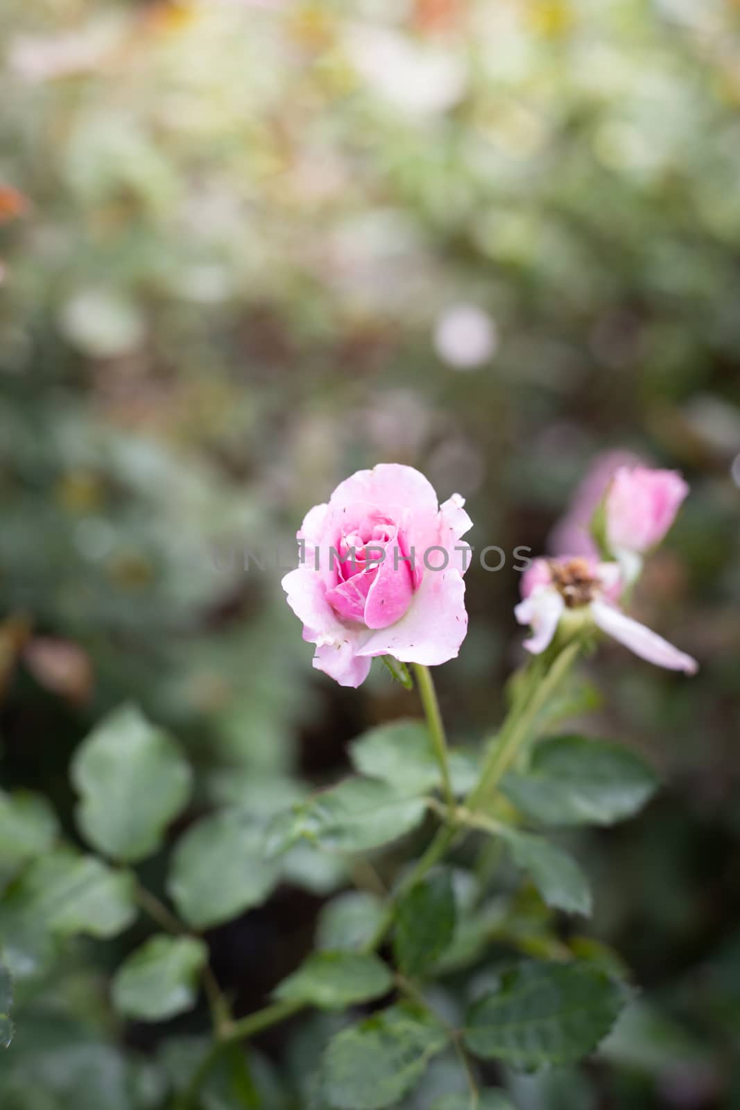 Roses in the garden  by teerawit