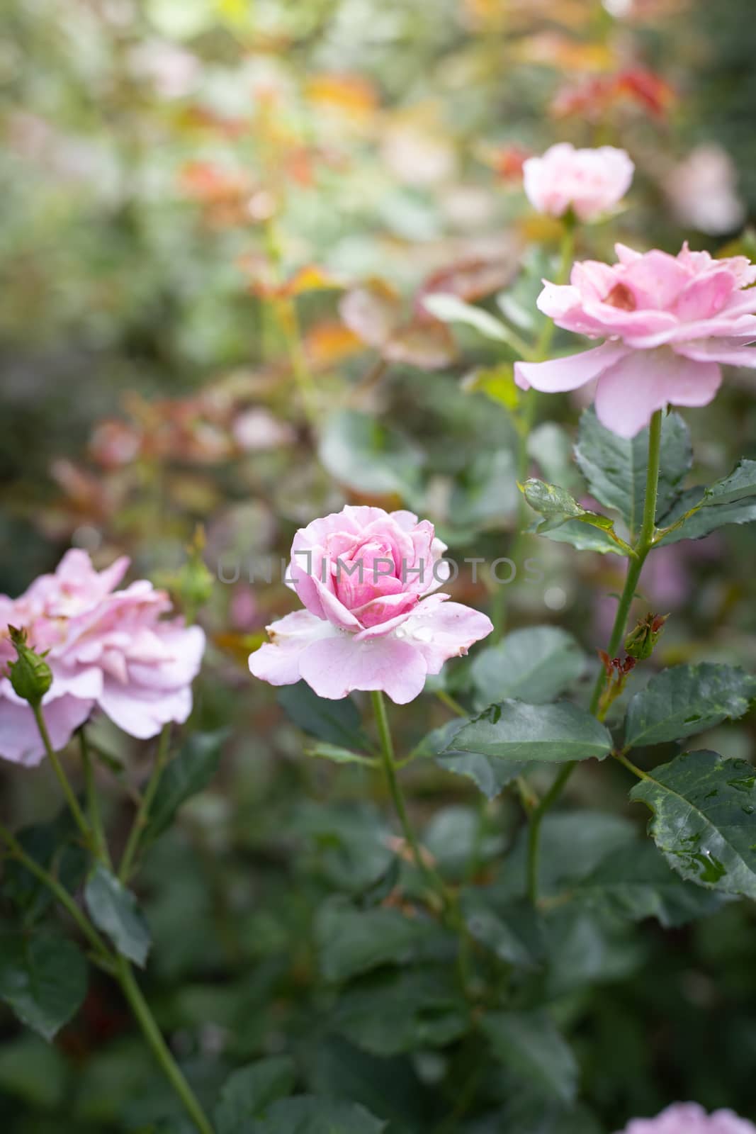 Roses in the garden  by teerawit