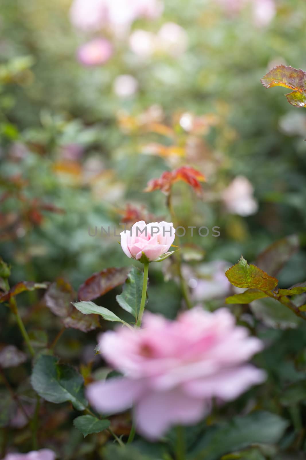 Roses in the garden  by teerawit