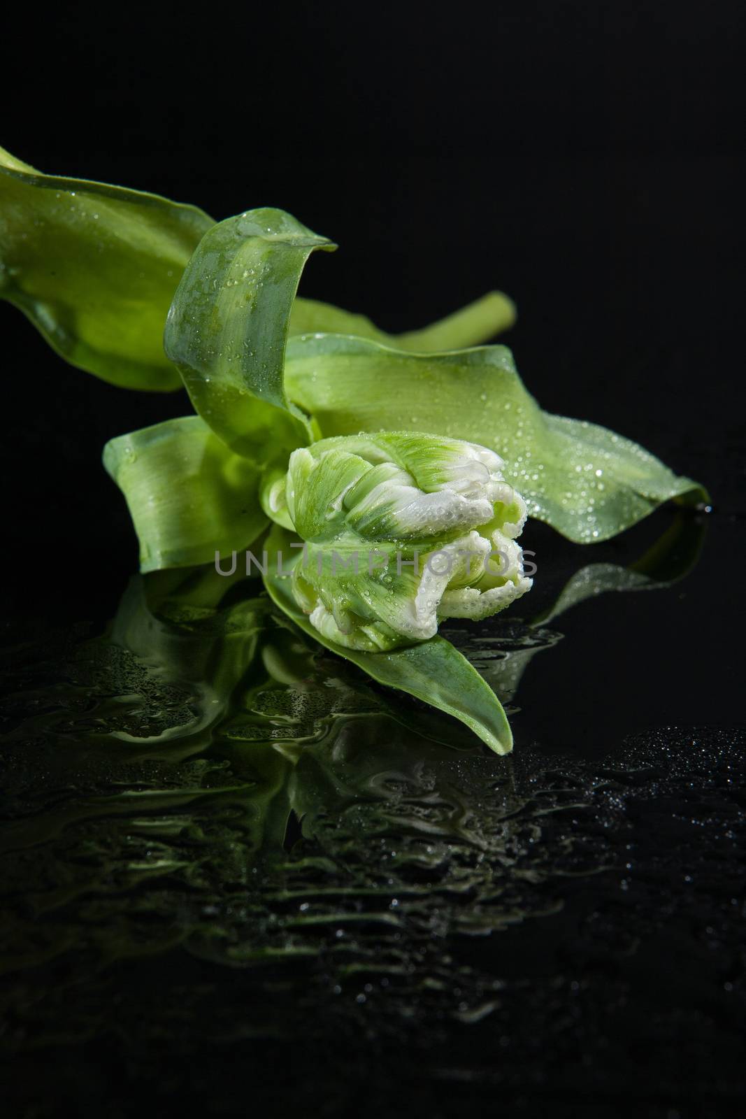Flowers on a black glass studio background