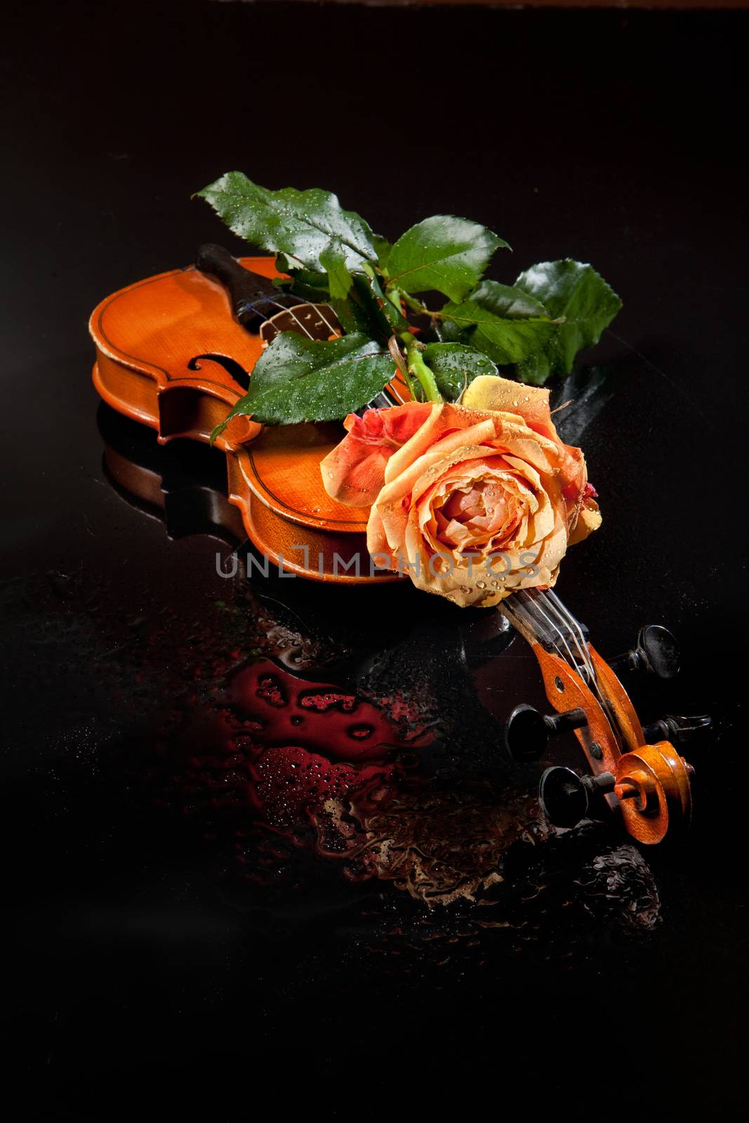 Rose and vilin on a glass studio background