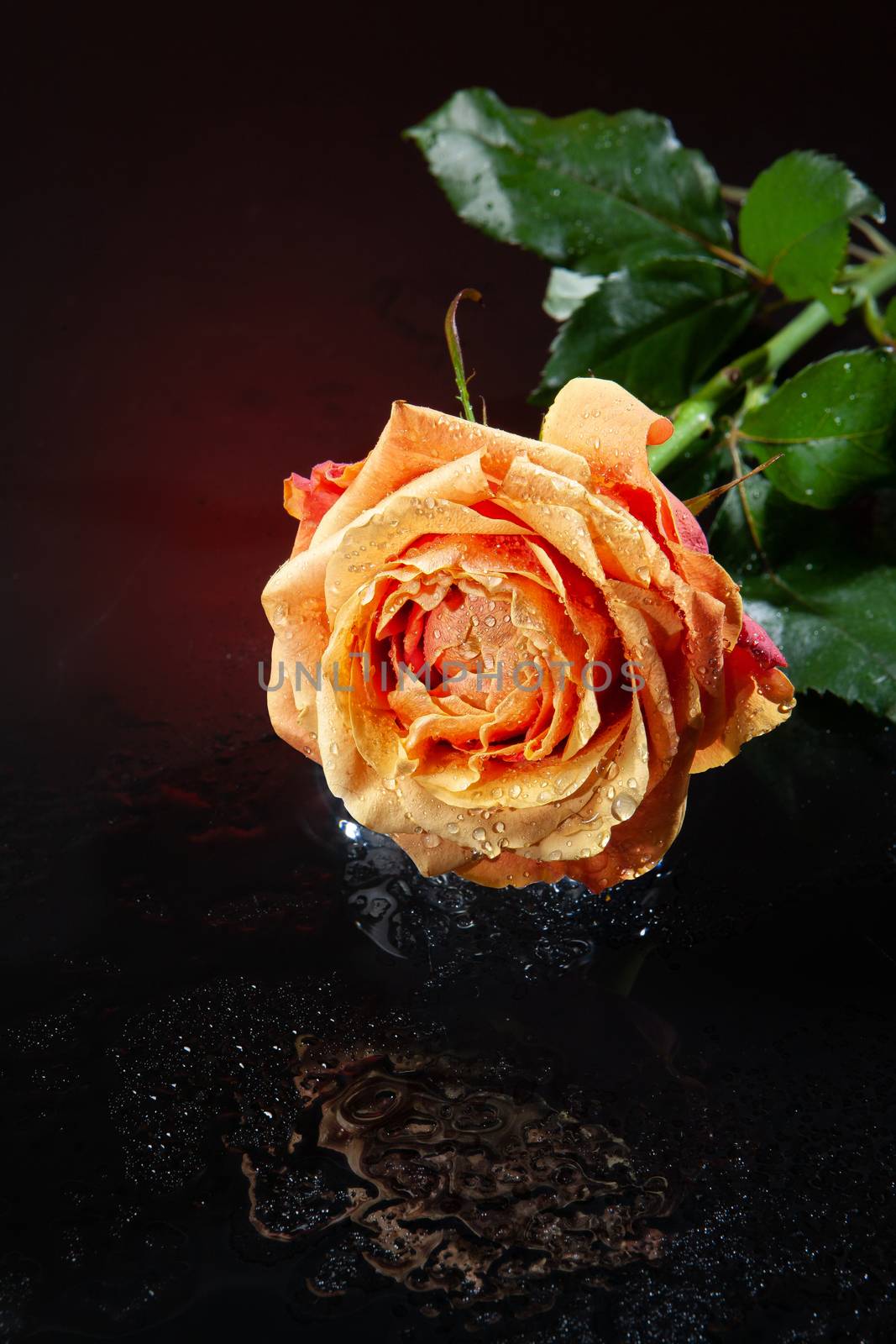 Rose with water drops on studio abckground