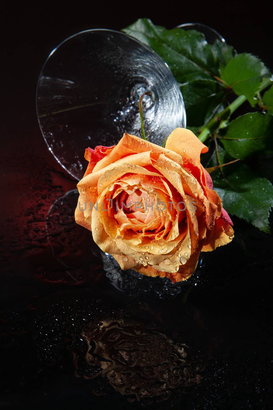 Rose with water drops on studio abckground