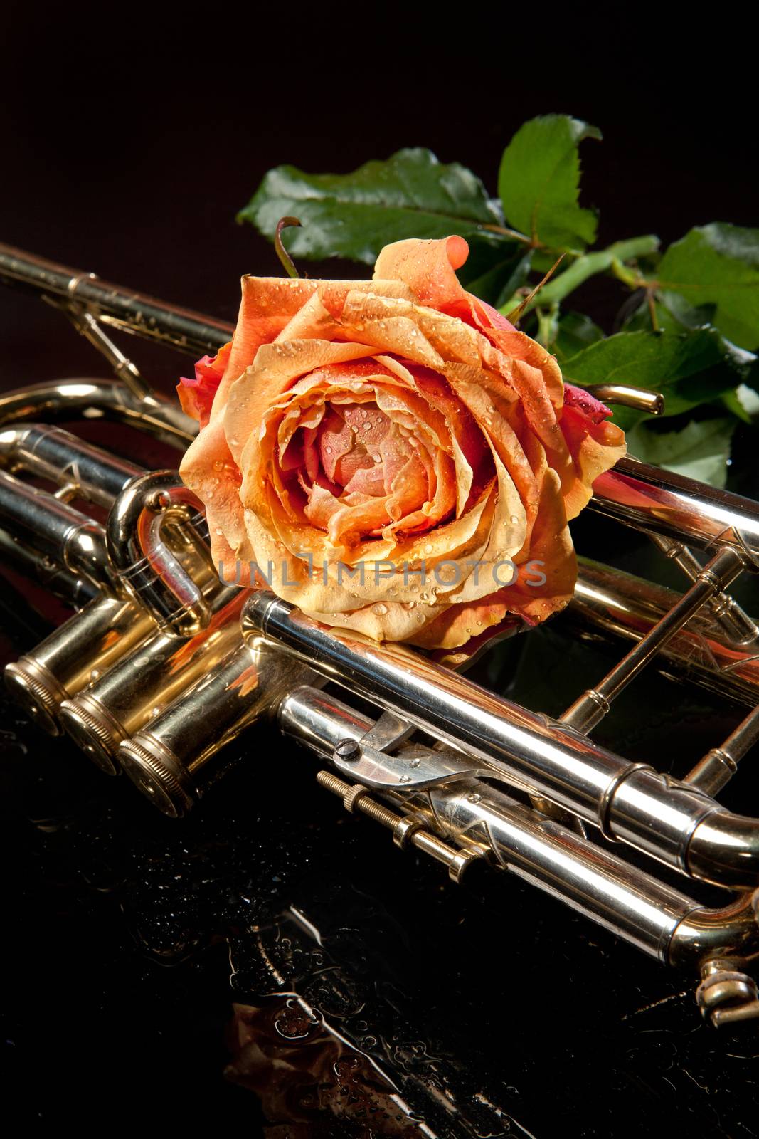 Rose and trumpet on a glass studio background