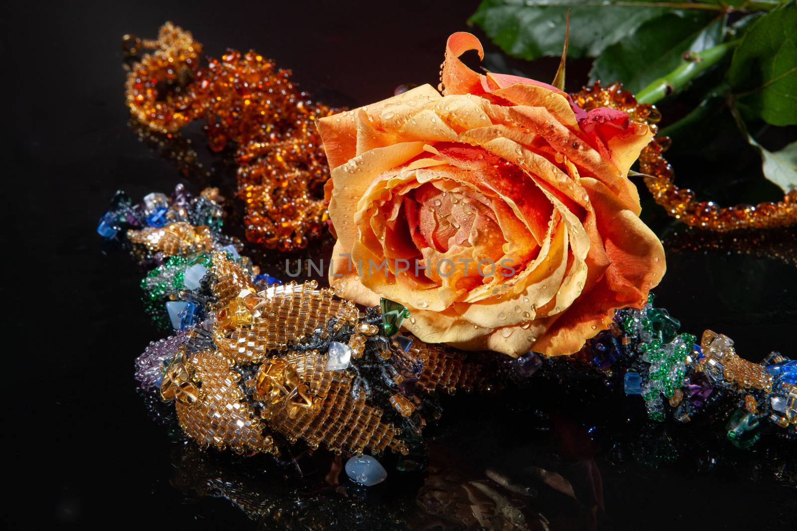 Rose with water drops on studio abckground