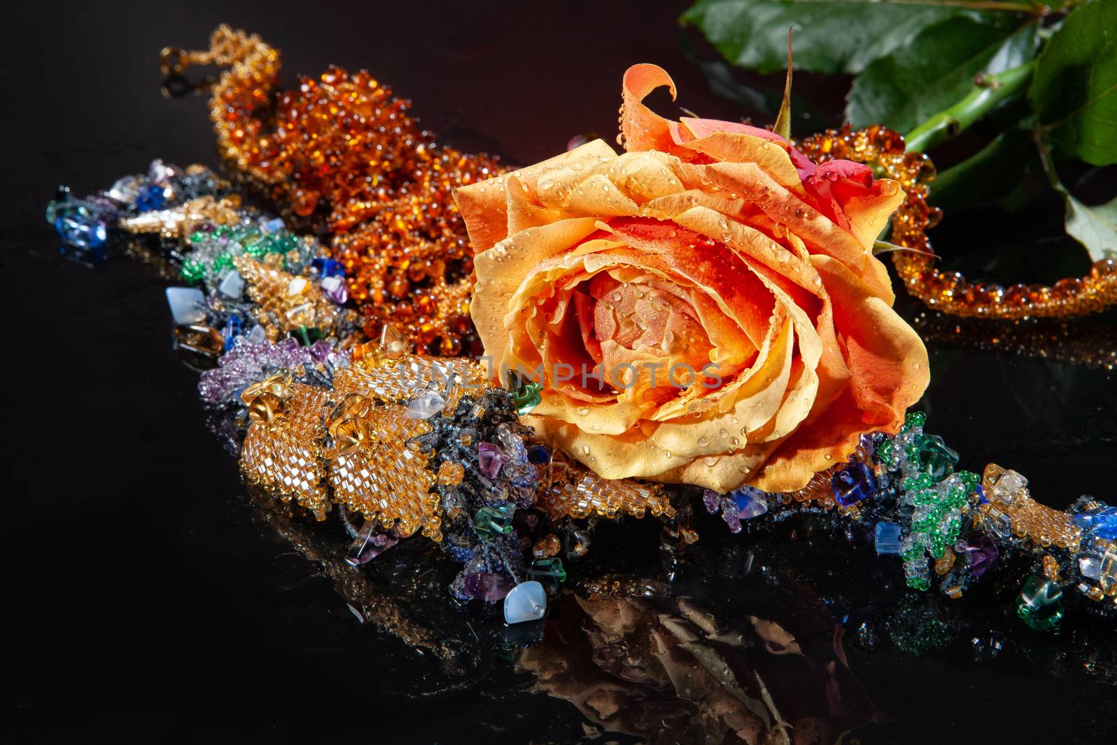 Rose with water drops on studio abckground