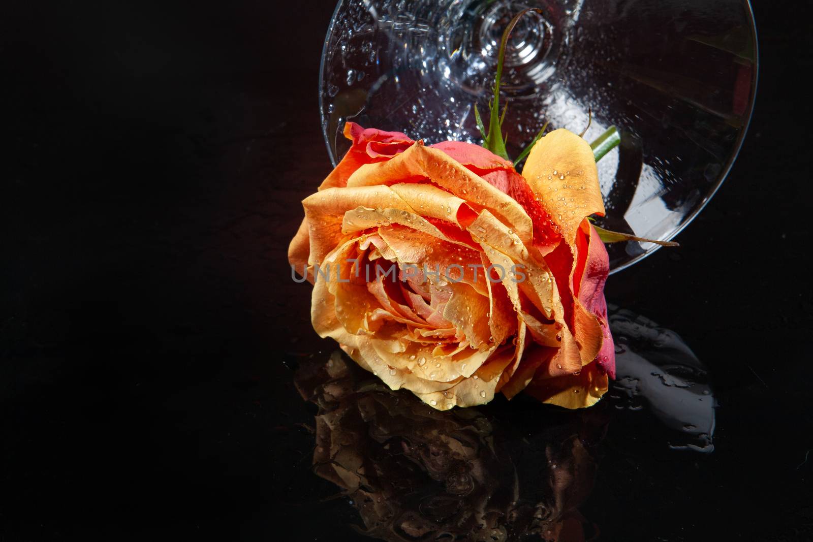 Rose with water drops on studio abckground