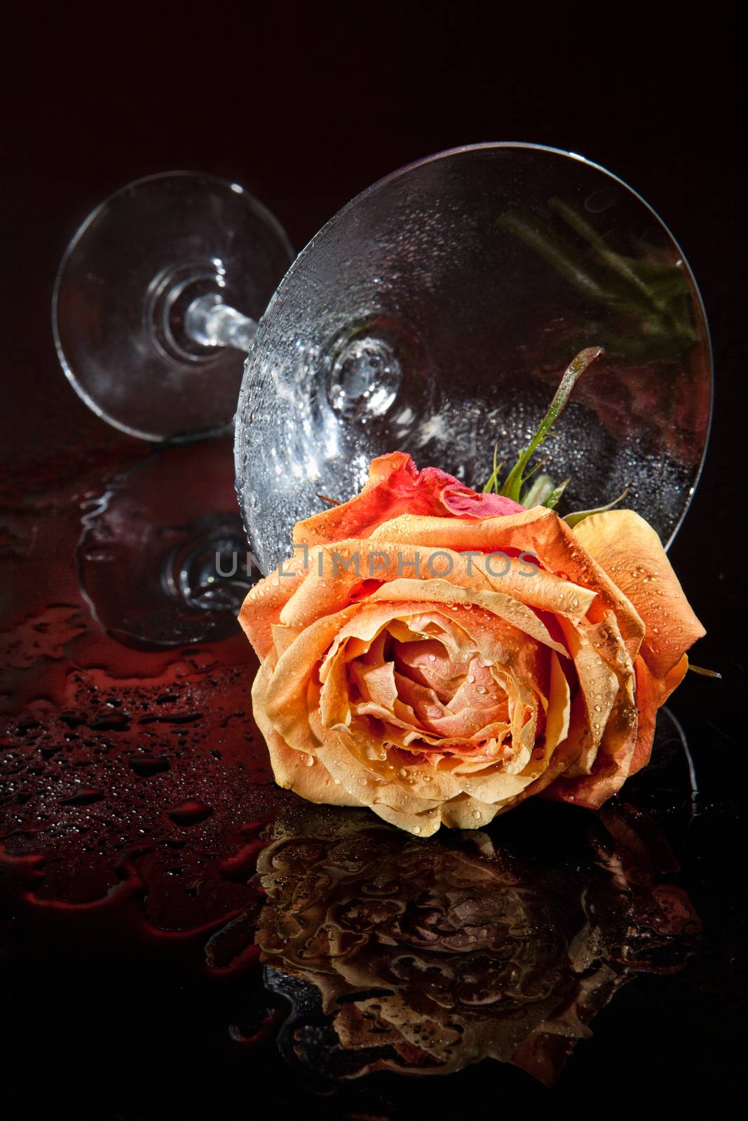 Rose and glass on a glass studio background