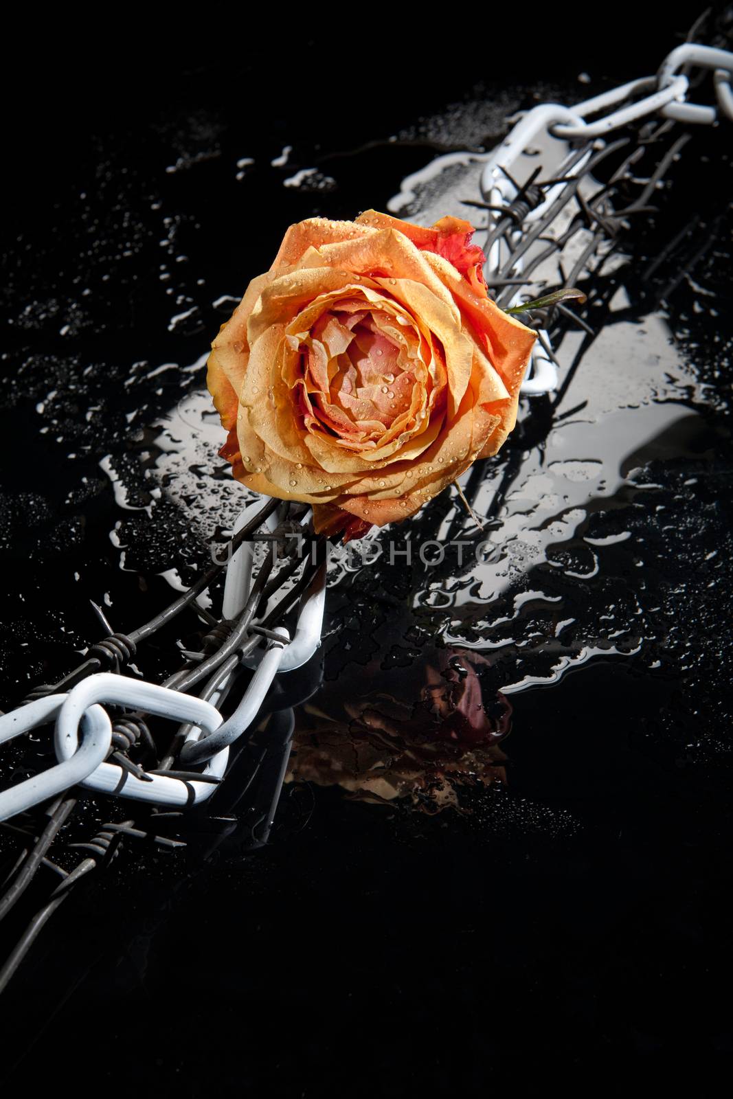 Rose, chain and barbed wire on a glass background