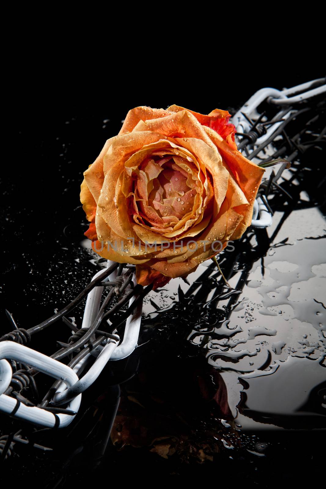 Rose, chain and barbed wire on a glass background