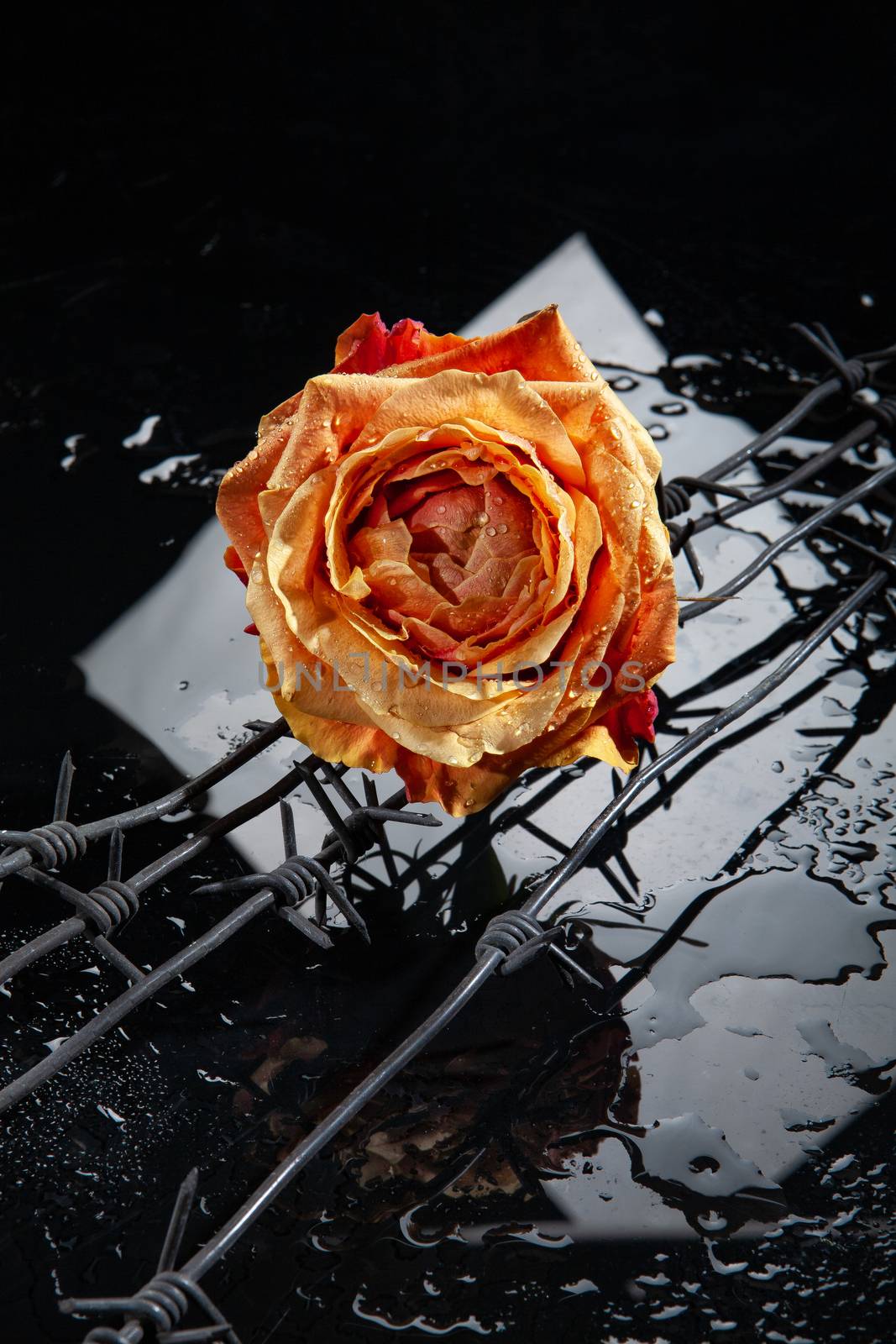 Rose with water drops on studio abckground