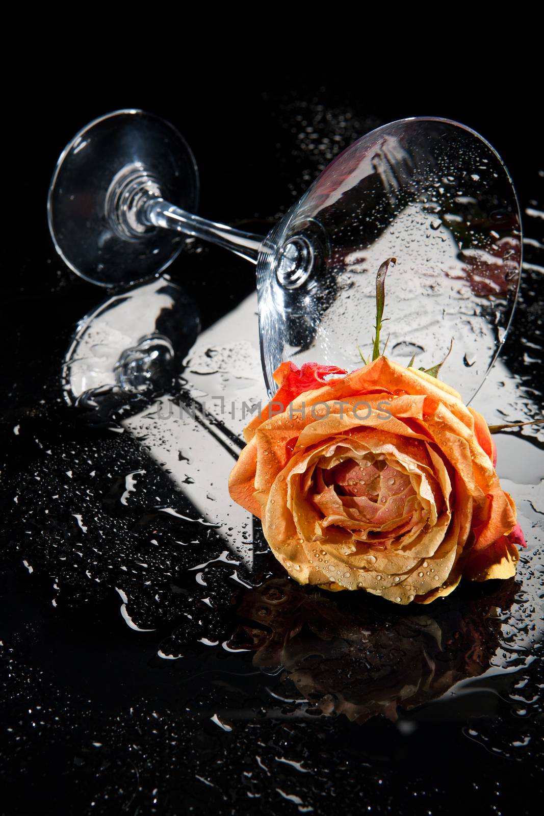Rose and glass on a glass studio background