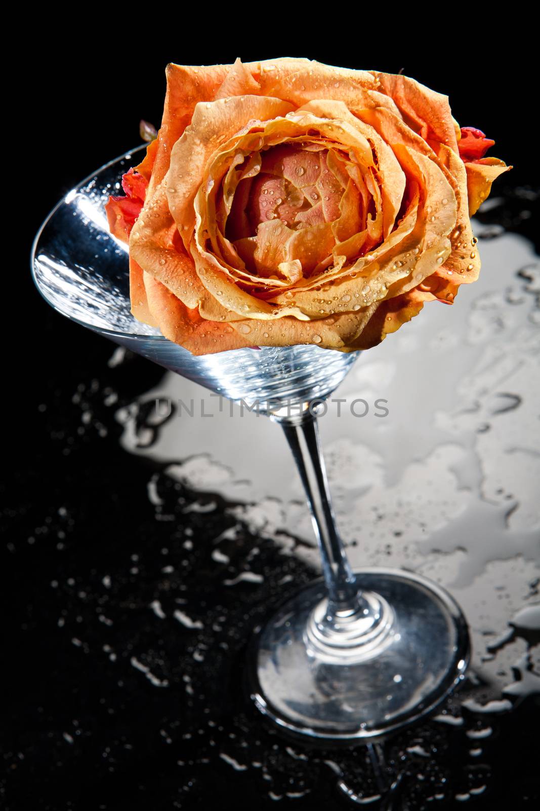 Rose and glass on a glass studio background