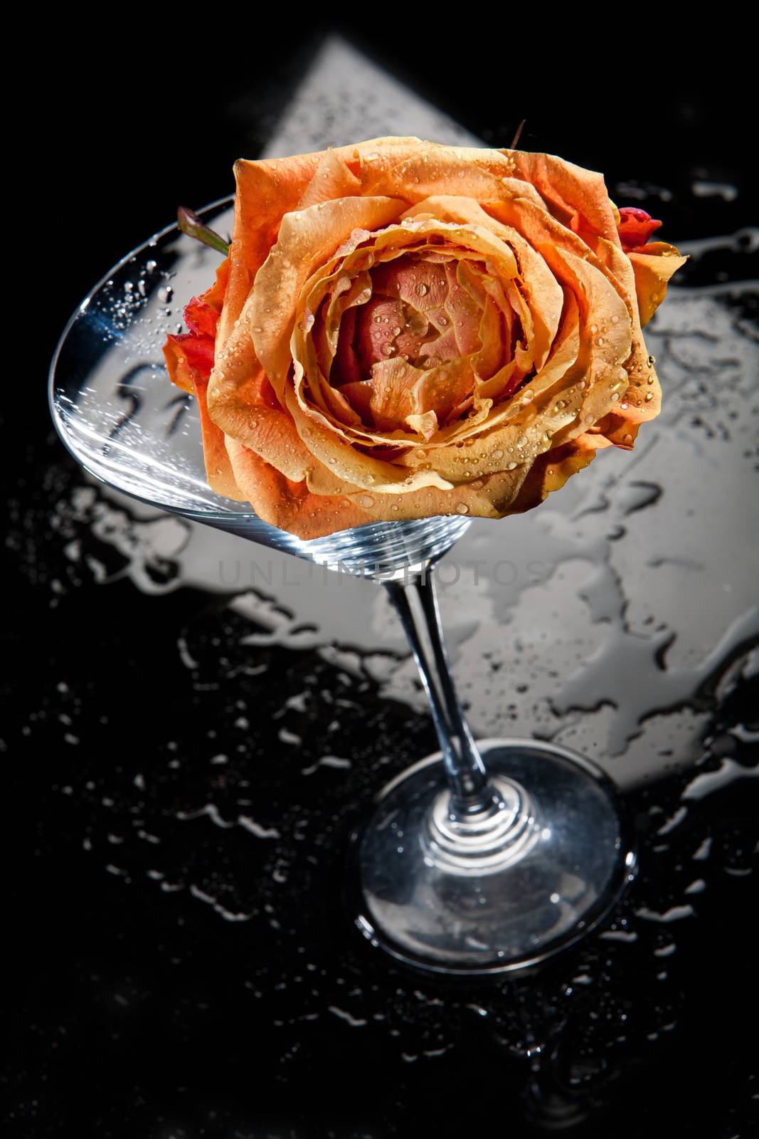 Rose and glass on a glass studio background