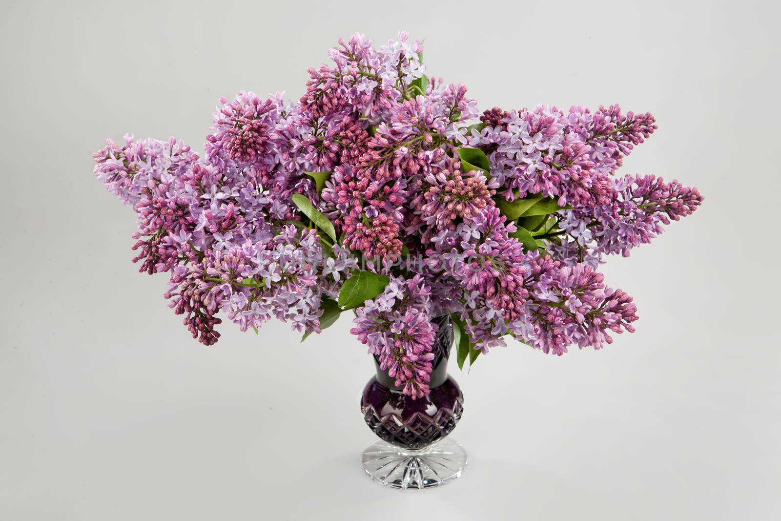 Still life with flowers on a studio background