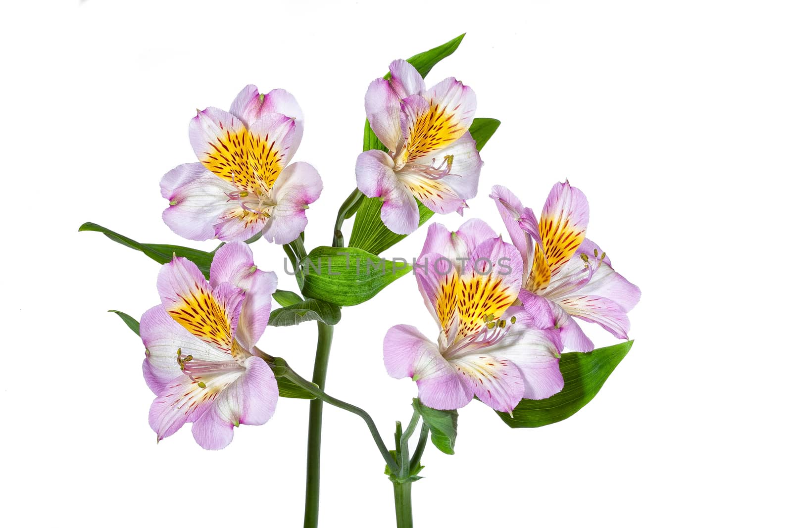 Bouquet with flowers on a studio background