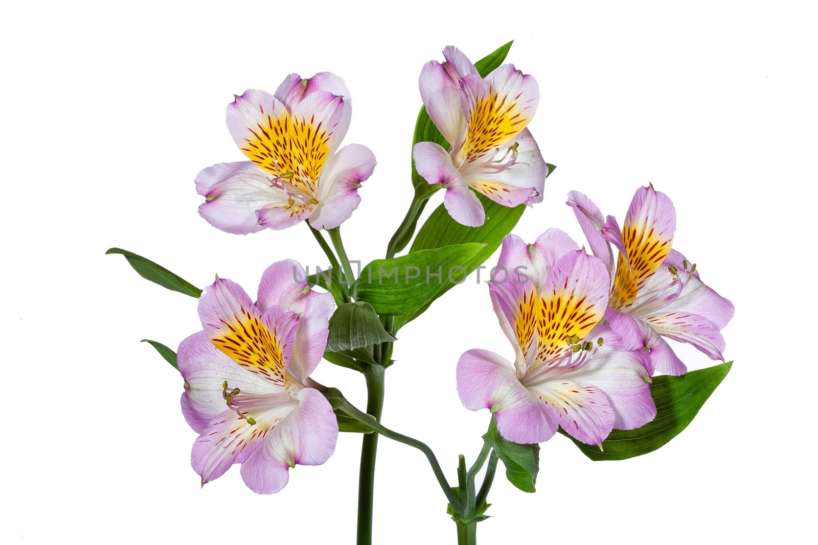 Bouquet with flowers on a studio background