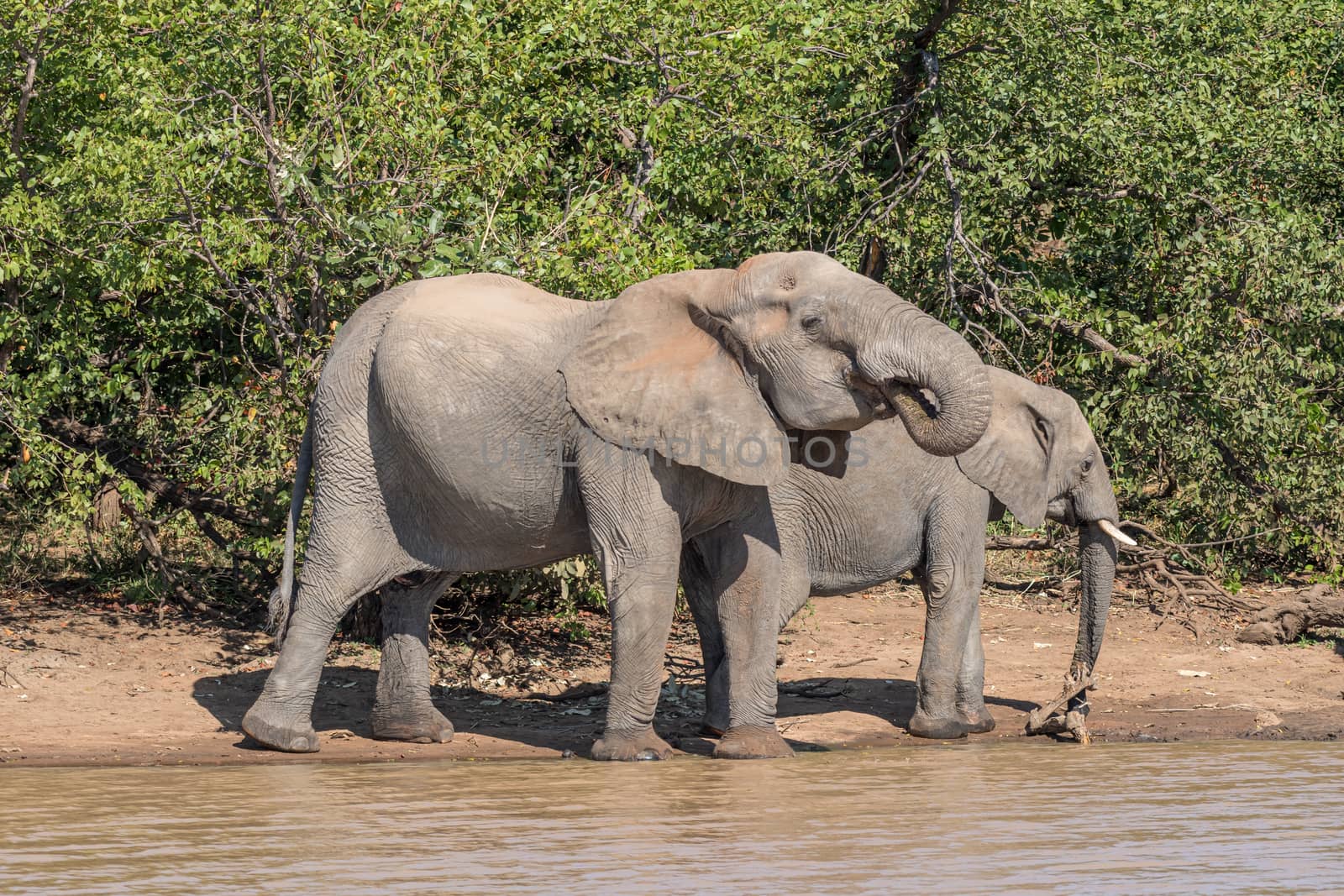 Two African Elephants drinking water at Sable Dam