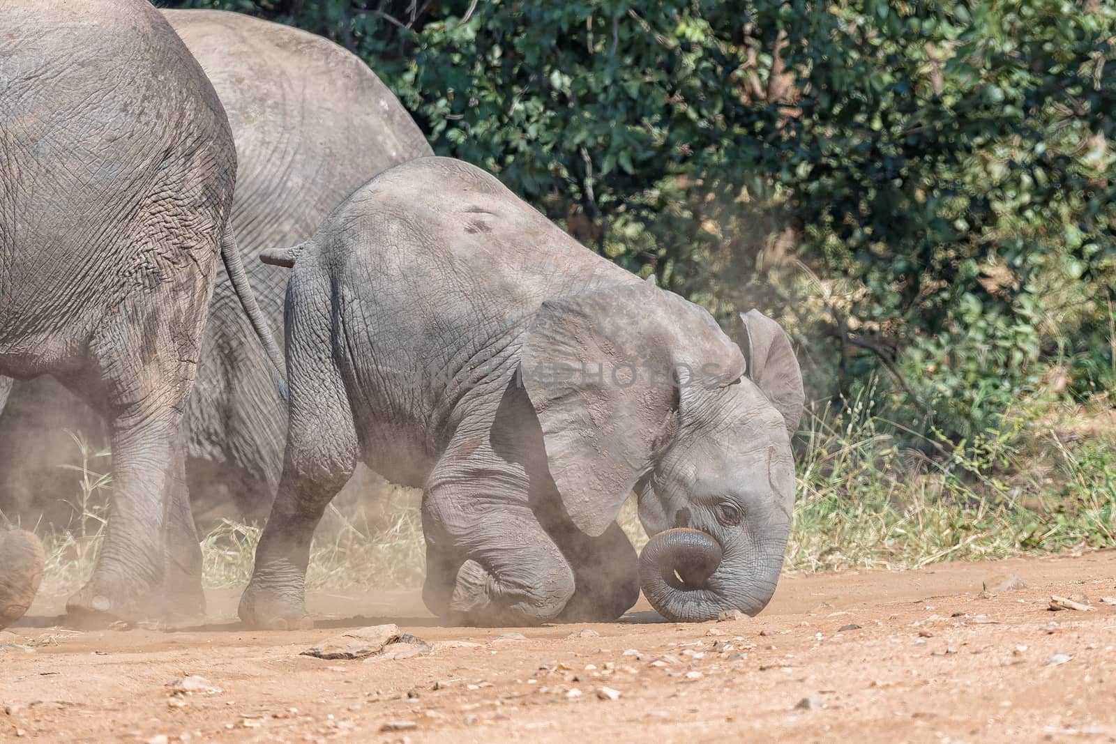 A small African Elephant calf falling on its nose after its older sibling bullied it