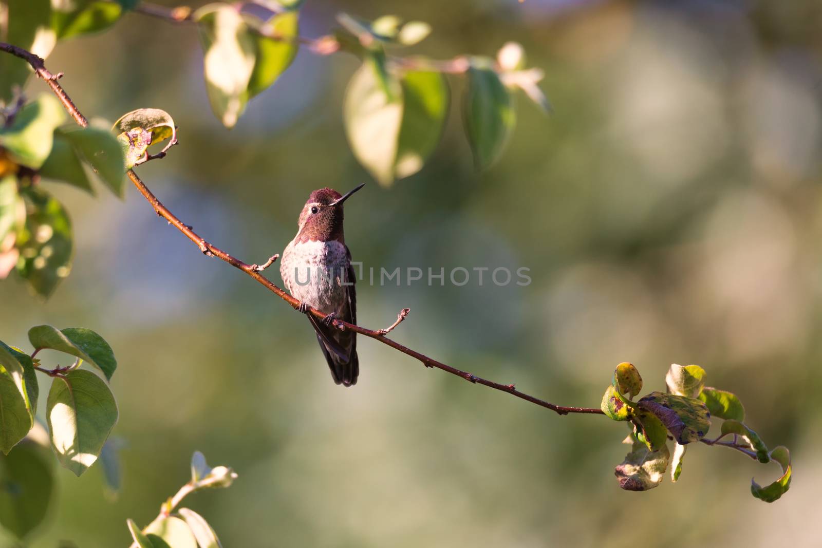Anna's Hummingbird Perched in a Tree, California by backyard_photography