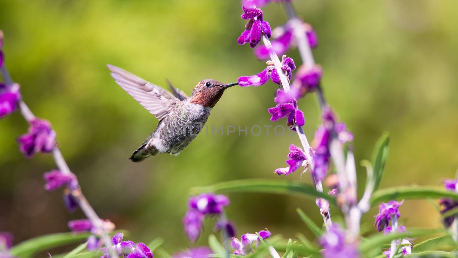 Anna's Hummingbird in Flight, Purple Flowers, Color Image, Day