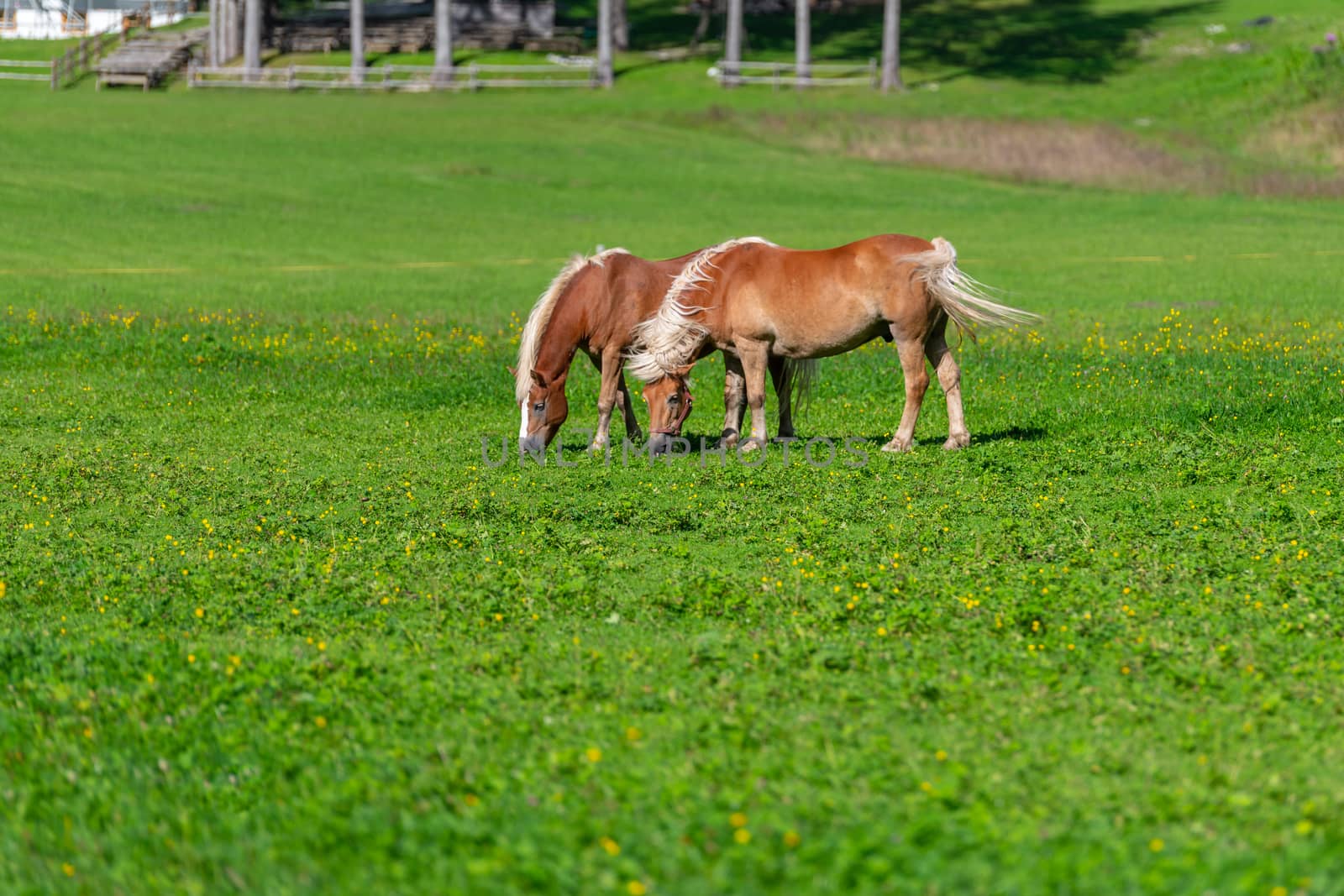 Two brown horses grasing on meadow by asafaric