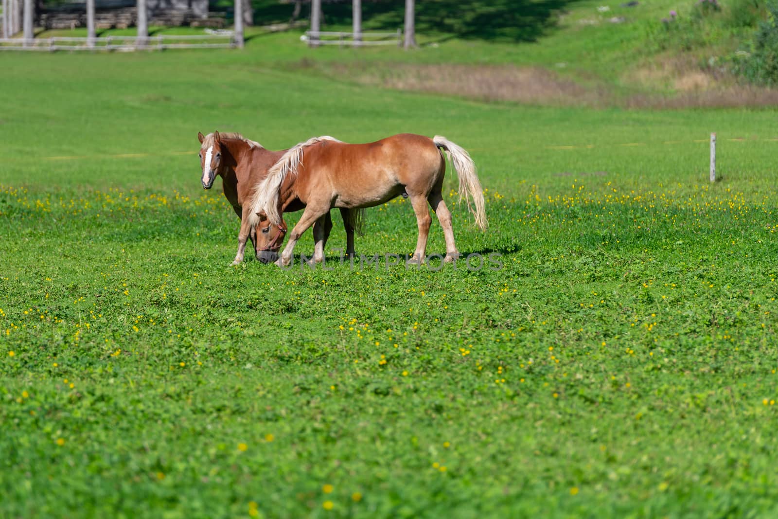 Two brown horses grasing on meadow, pasture in summer