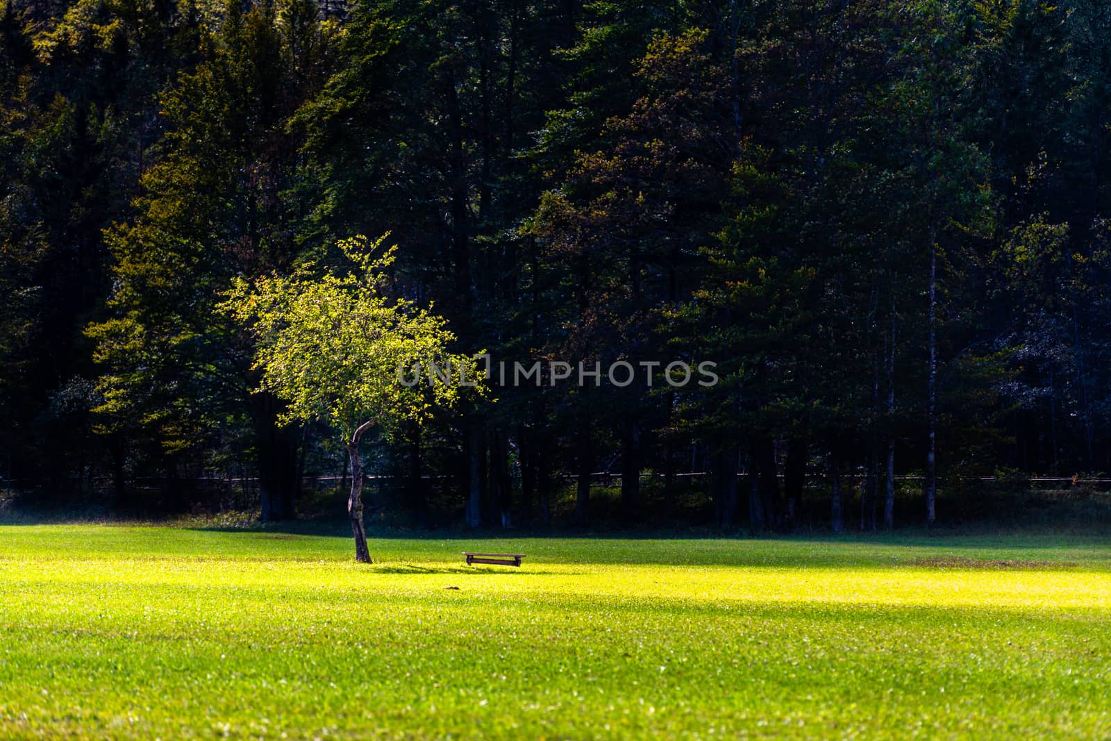 Lone apple tree with beanch on bright meadow by asafaric