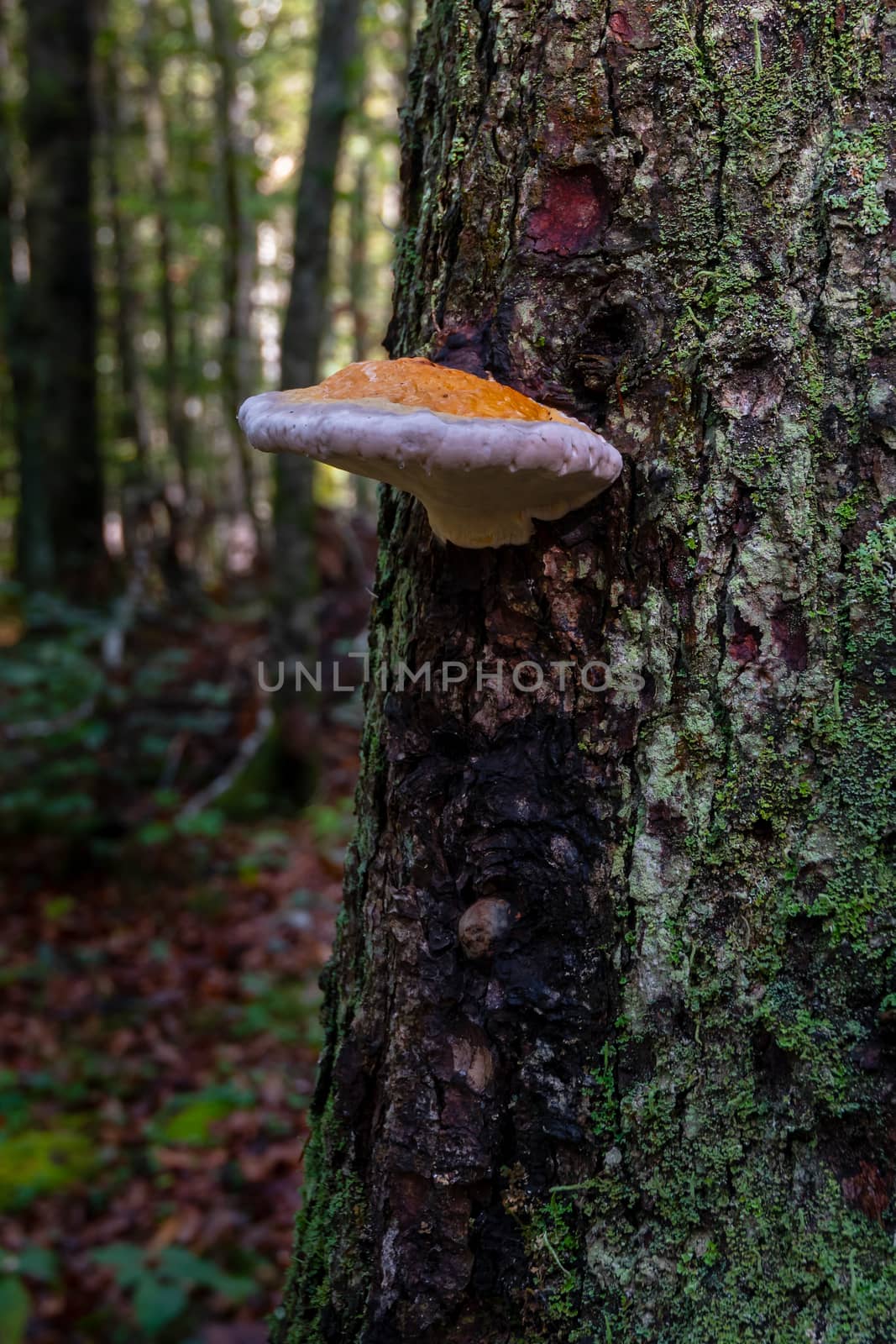 Mushroom on tree with green moss by asafaric