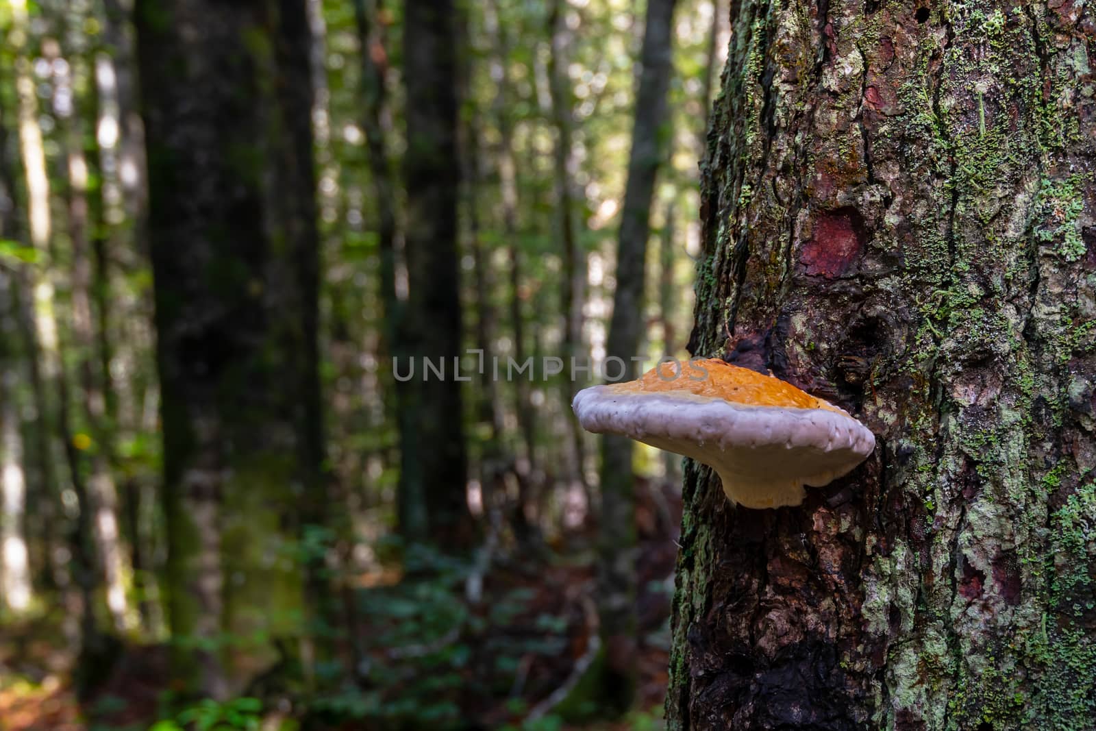 Mushroom on tree with green moss in forest