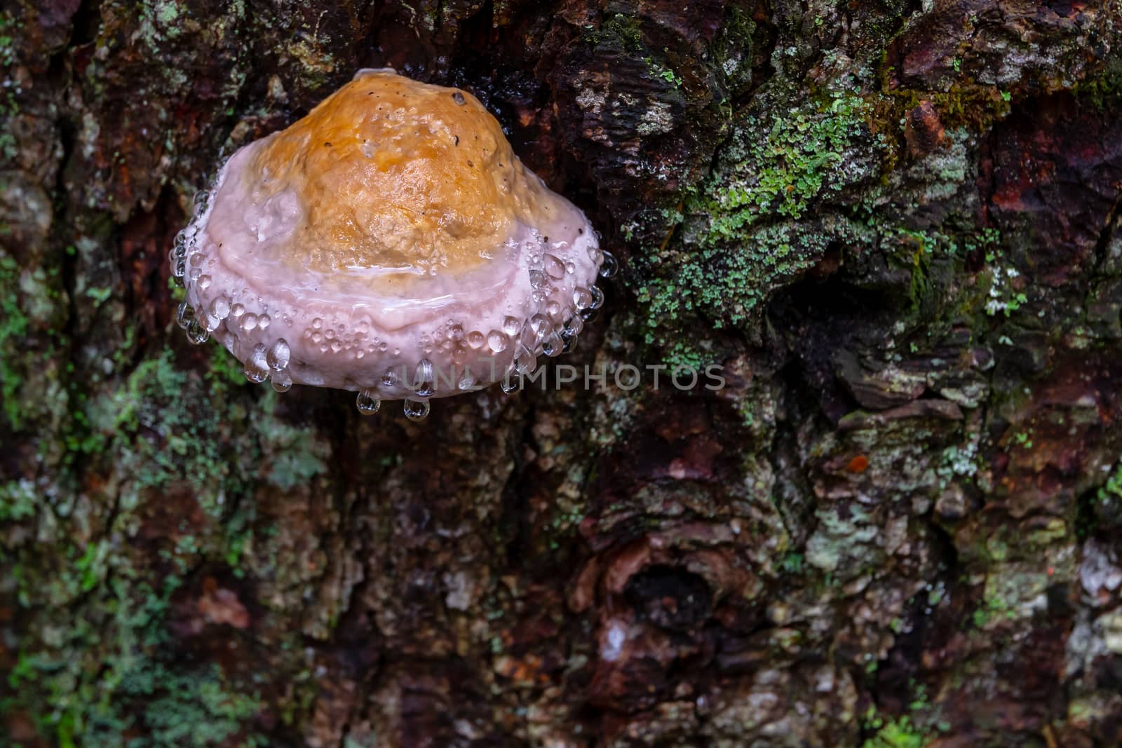 Mushroom on tree with dew, water drops, bark covered with green moss. Weeping mushroom effect is fungal guttation and plants excude beads of sap