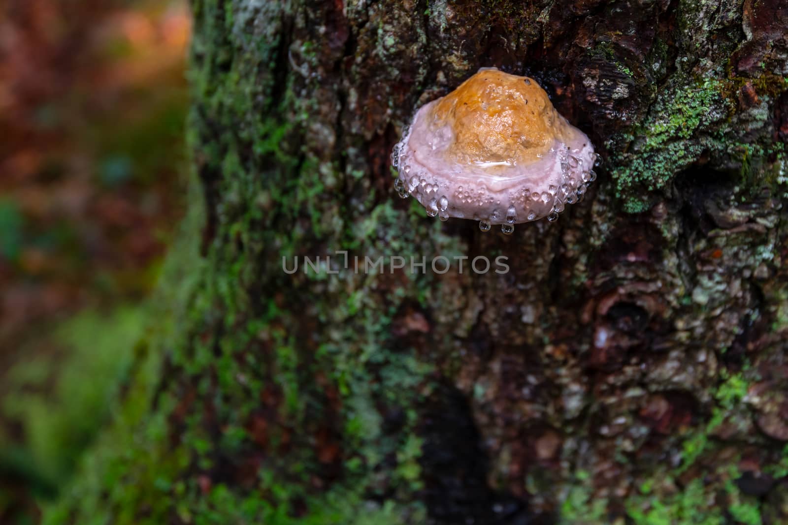 Mushroom on tree with dew drops, bark covered with green moss by asafaric