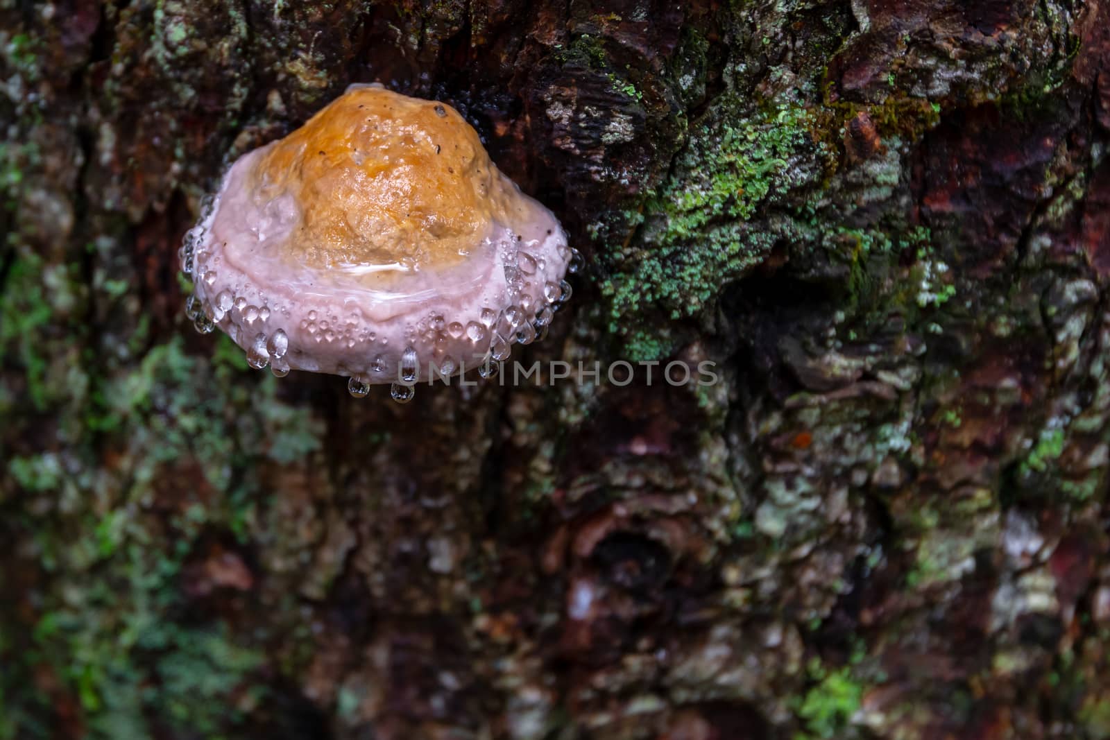 Mushroom on tree with dew, water drops, bark covered with green moss. Weeping mushroom effect is fungal guttation and plants excude beads of sap