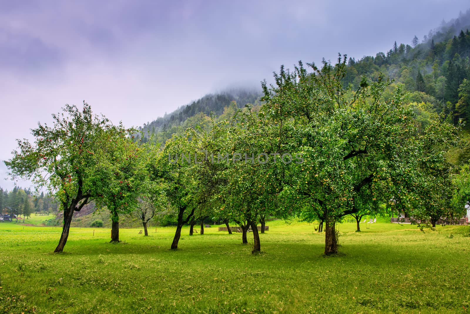 Apple orchard in autumn, mountains and foggy clouds in background, Logarska dolina, Slovenia