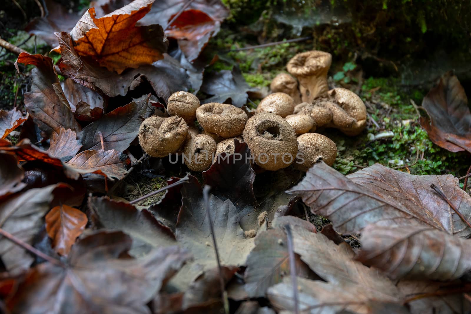 Puffball mushrooms in forest with brown leafs by asafaric