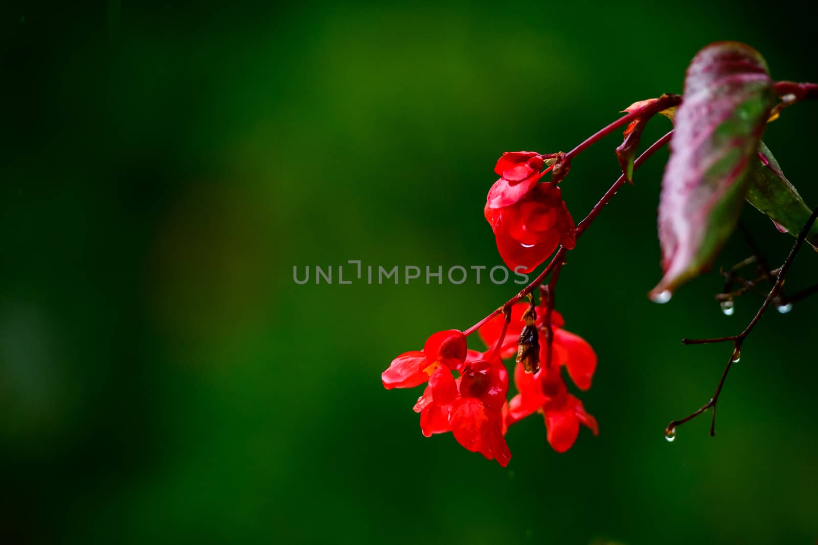 Red impatiens flower on green background in rain, red balcony flowers, background out of focus, rain drops falling on petals and splatter all around, isolated