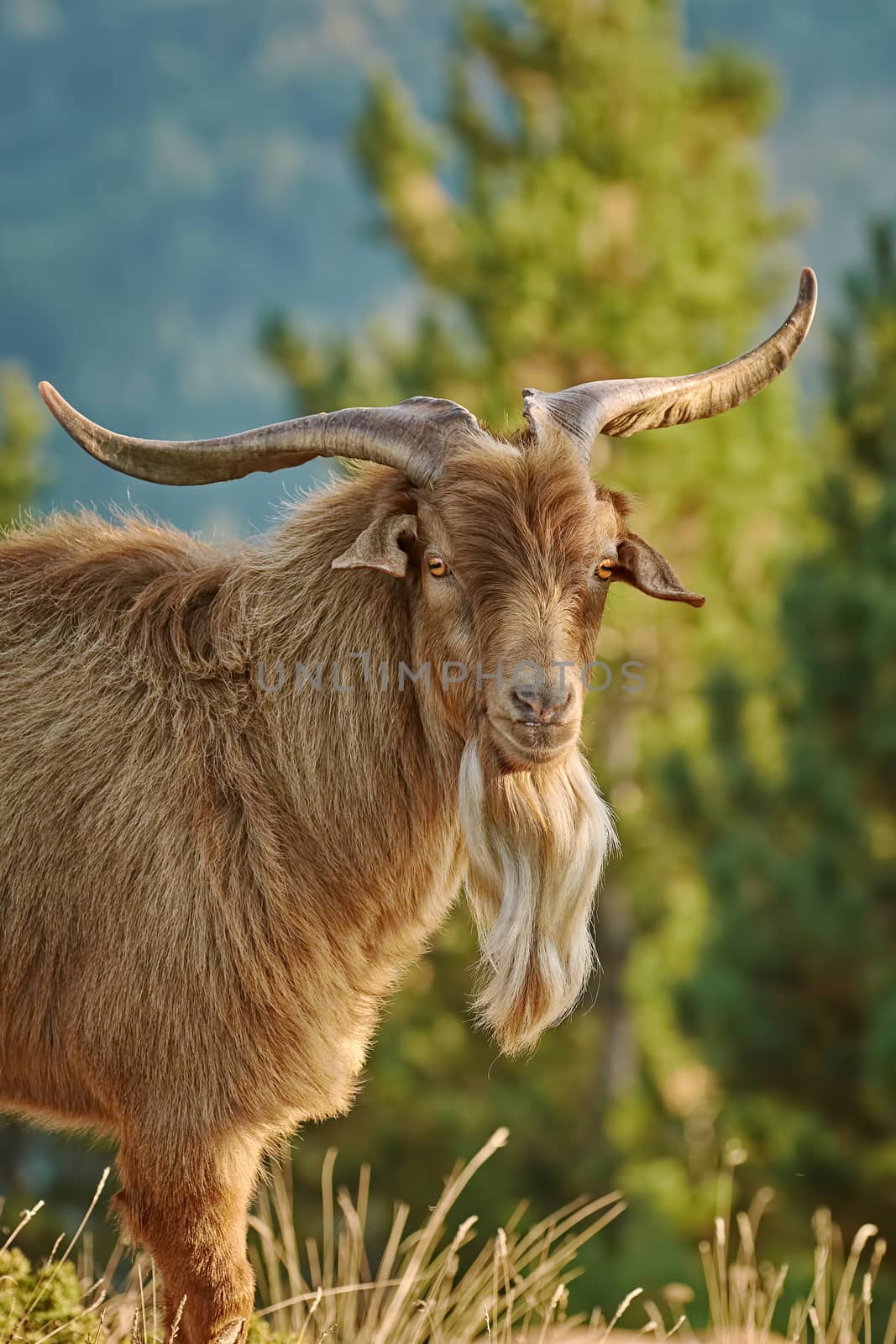 Portrait of Domestic Goat with Horns (Capra Aegagrus Hircus)