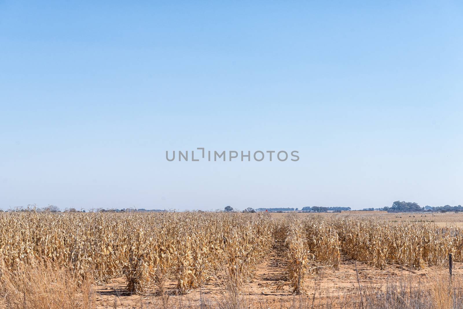 Corns fields ready to be harvested near Koppies, a town in the Free State Province of South Africa