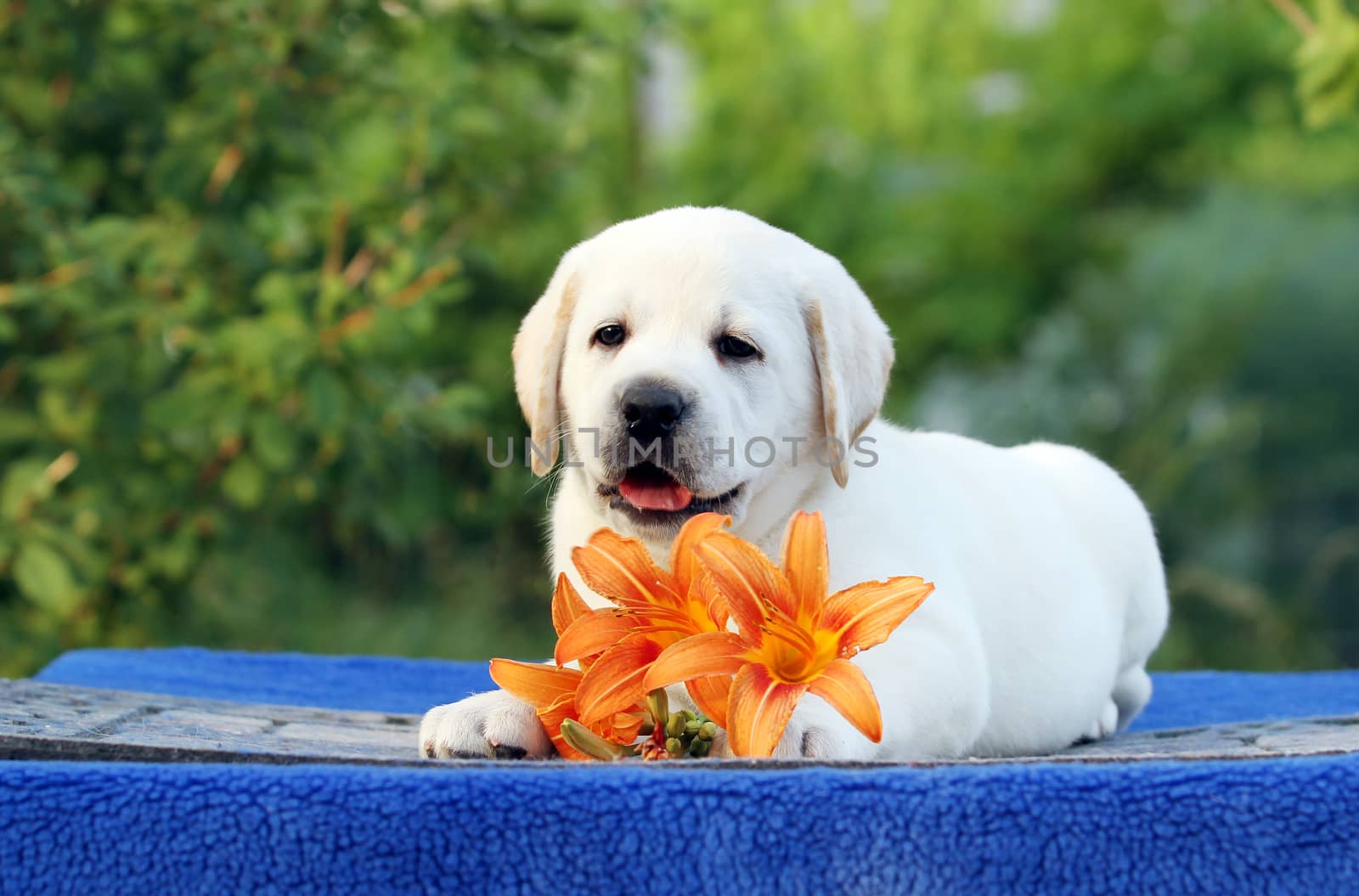 the little labrador puppy on a blue background