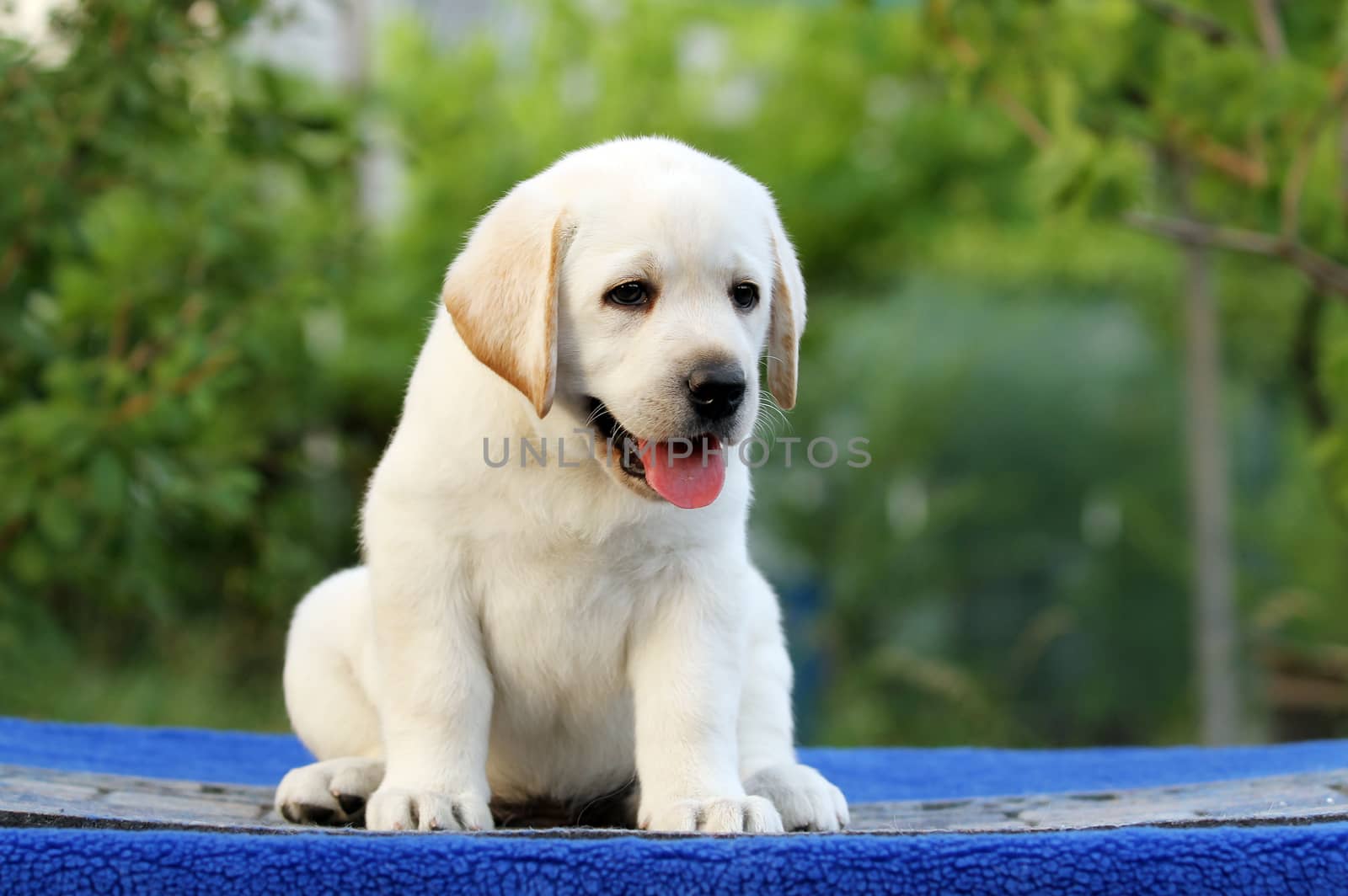 a little labrador puppy on a blue background