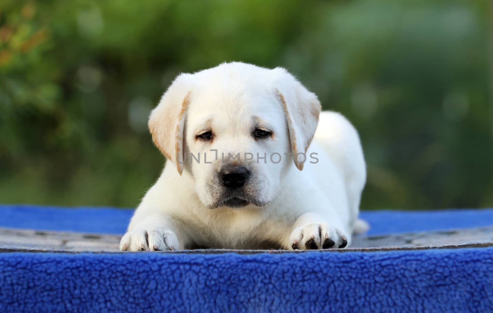 a nice little labrador puppy on a blue background