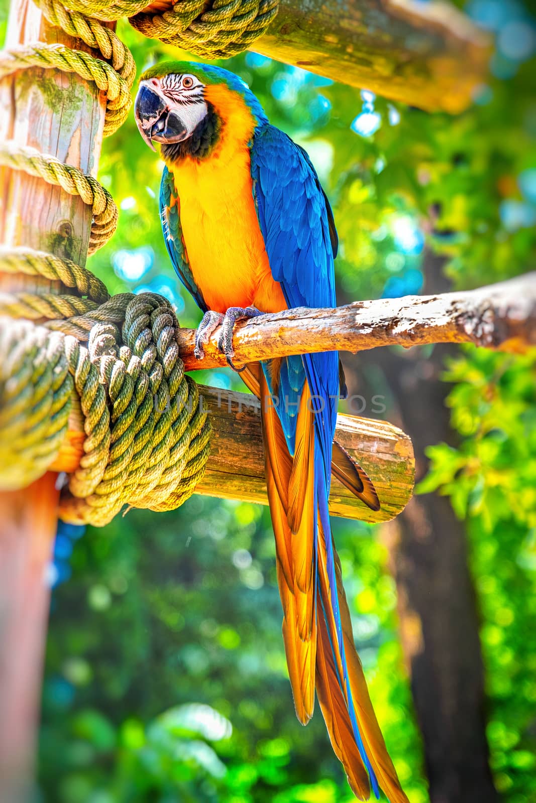 vertical parrot ara ararauna perch colorful background by LucaLorenzelli