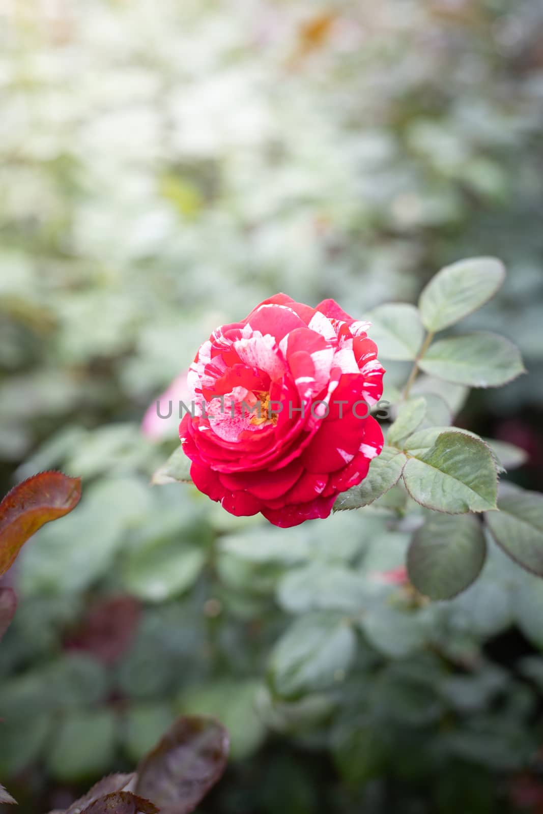 Roses in the garden, Roses are beautiful with a beautiful sunny day.