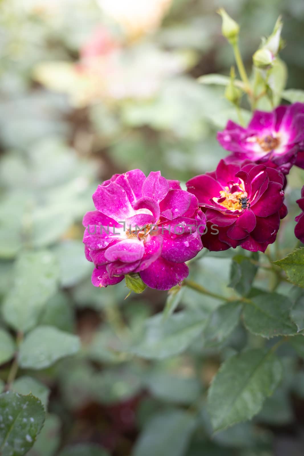 Roses in the garden, Roses are beautiful with a beautiful sunny day.