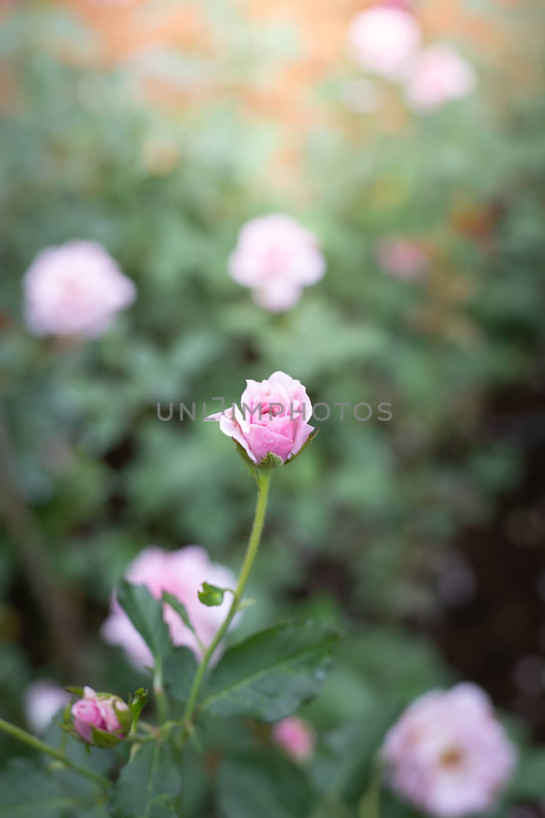 Roses in the garden, Roses are beautiful with a beautiful sunny day.