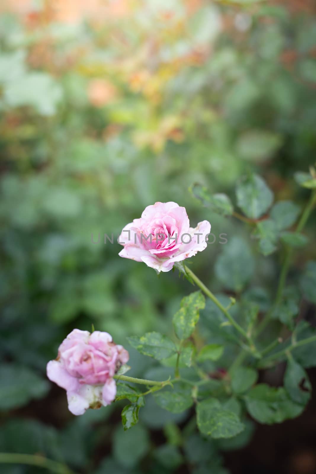 Roses in the garden  by teerawit