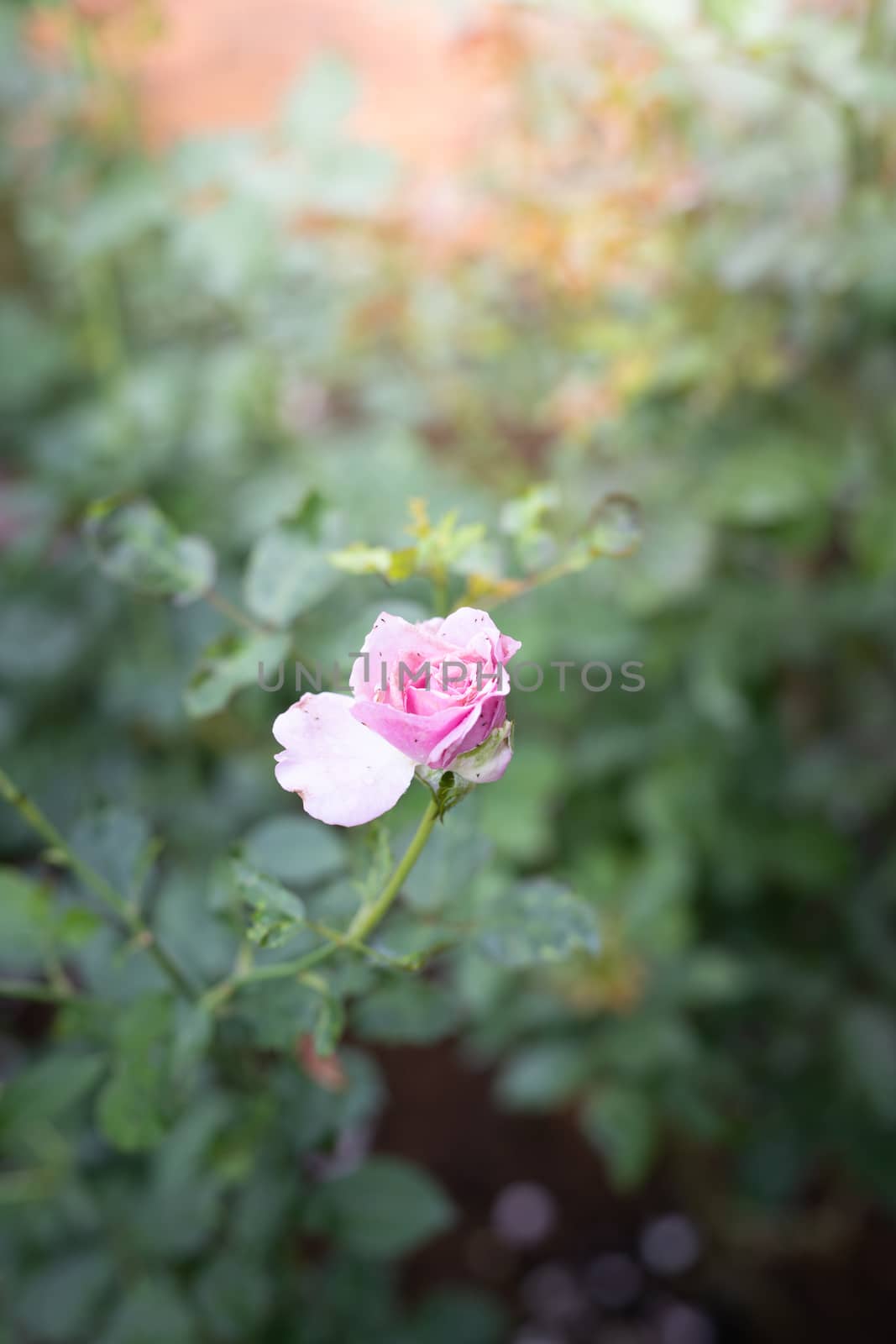 Roses in the garden  by teerawit